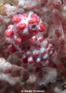 Pigmy Seahorse 
 Seraya secret's ,Bali by Adolfo Maciocco 